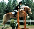 /album/fotogalerij/springende-haflinger-jpg/